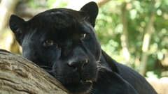 Animals Black Cat panthers
