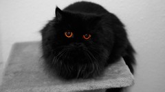 Animals black eyes cats fur Black Cat amber eyes
