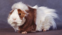 Animals black eyes fluffy