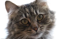 Animals black eyes Green cats ears close-up brown whiskers