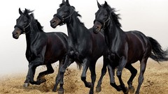 Animals black Horses running black horses