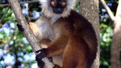 Animals black lemur primates