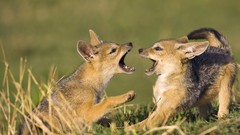 Animals black old playing Kenya jackal baby animals mara