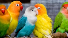 Animals blue Birds love bird