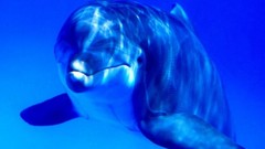 Animals blue Dolphins underwater aquatic