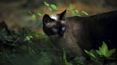 Animals blue eyes cats kittie