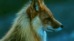 Animals blurred background foxes