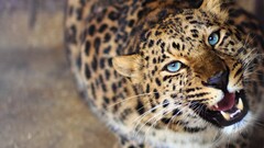 Animals blurred blue eyes roar big cats Mammals animal eyes