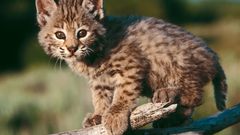 Animals bobcats cubs baby