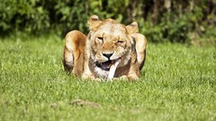Animals Bones Lions feeding