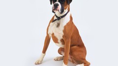 Animals boxers Simple Background