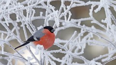 Animals branches Birds Frozen bullfinch