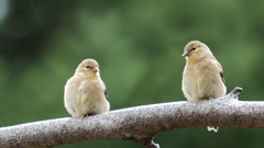 Animals branches Birds goldfinch