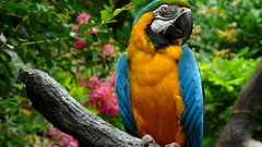 Animals branches Birds Parrots Blue-and-yellow Macaws