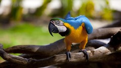 Animals branches Birds Parrots Blue-and-yellow Macaws