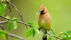 Animals branches Birds waxwing