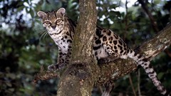 Animals branches bokeh Margay