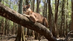Animals branches forests mountain lions