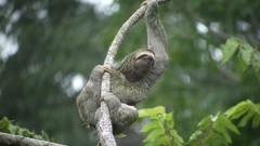 Animals branches jungle sloth