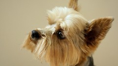 Animals breed yorkshire terrier