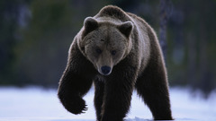 Animals brown Bears