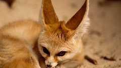 Animals brown eyes creatures