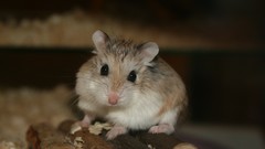 Animals brown hamsters black