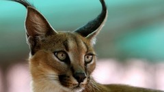 Animals brush lynx rare