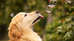 Animals bubbles Dogs Labradors labrador retriever