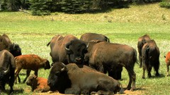 Animals buffalo herds