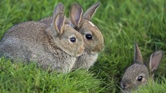 Animals Bunnies baby animals Young rabbits