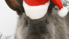 Animals Bunnies christmas hat Christmas ornament