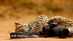 Animals Cameras cannons