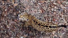 Animals camouflage jaguars feline looking up fallen leaves