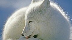 Animals Canada arctic fox