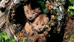 Animals Canada Hide and Seek lynx