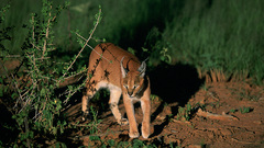 Animals caracal