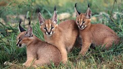 Animals caracal
