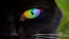 Animals Cat eye