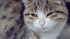 Animals cats angry face