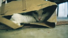 Animals cats Bags pets paper bag domestic cat