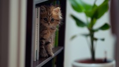 Animals cats ben torode