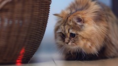 Animals cats ben torode