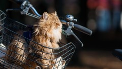 Animals cats ben torode