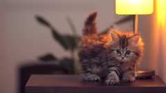 Animals cats ben torode