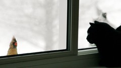 Animals cats Birds windowsill