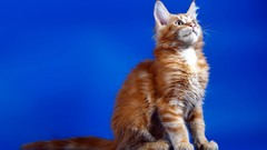 Animals cats blue background news lifestyle looking up
