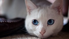 Animals cats blue eyes white cat