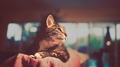 Animals cats bokeh Photo manipulation complex magazine
