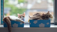 Animals cats boxes windowsill ben torode